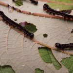 Mamaki-munching pest highlights need for prevention